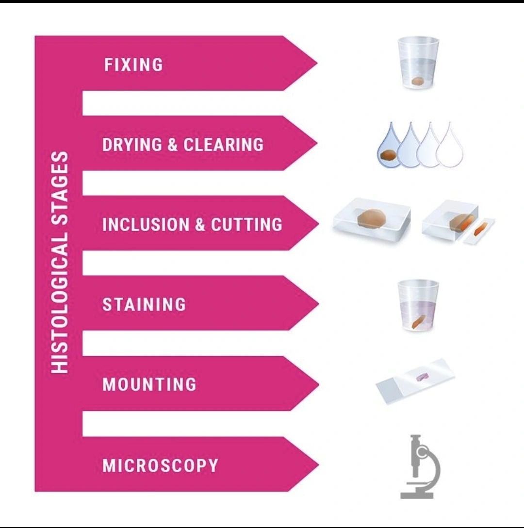 Formalin fixation overview